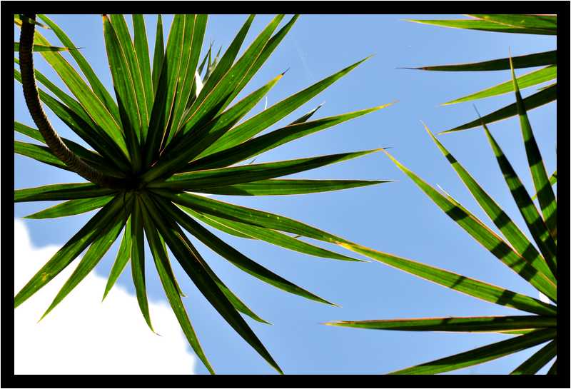 [JardinDeBalata12_079-Vegetal-Transparence-moyen.jpg]