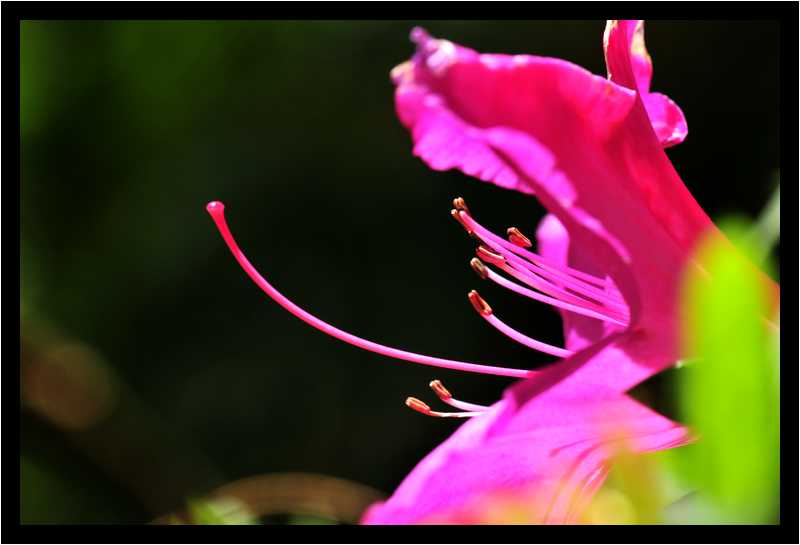 [JardinDeBalata12_089-Vegetal-Macro-moyen.jpg]