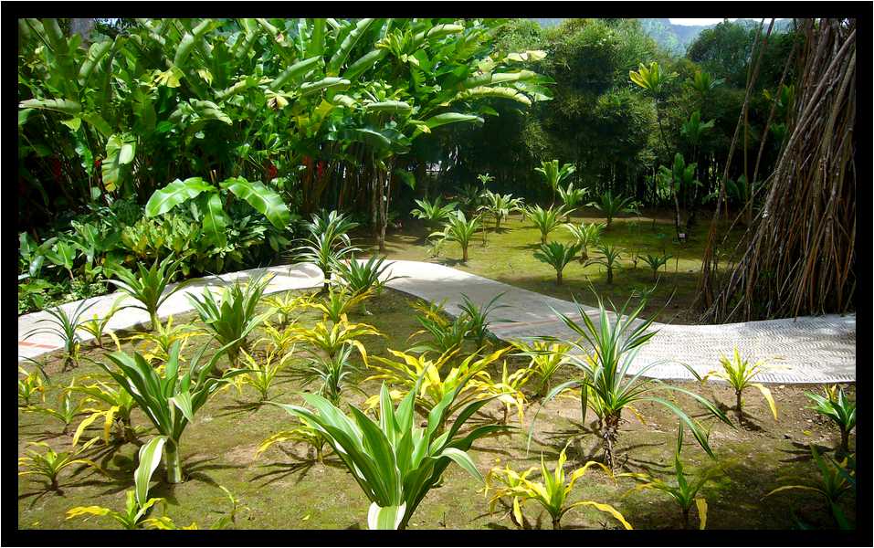 [JardinDeBalata12_097-Vegetal-moyen.jpg]
