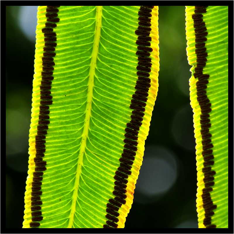 [JardinDeBalata12_099-Vegetal-Transparence-Macro-moyen.jpg]