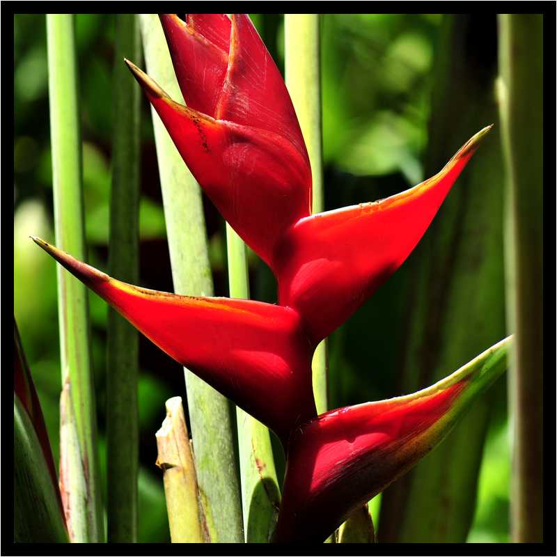 [JardinDeBalata12_105-Vegetal-Macro-moyen.jpg]