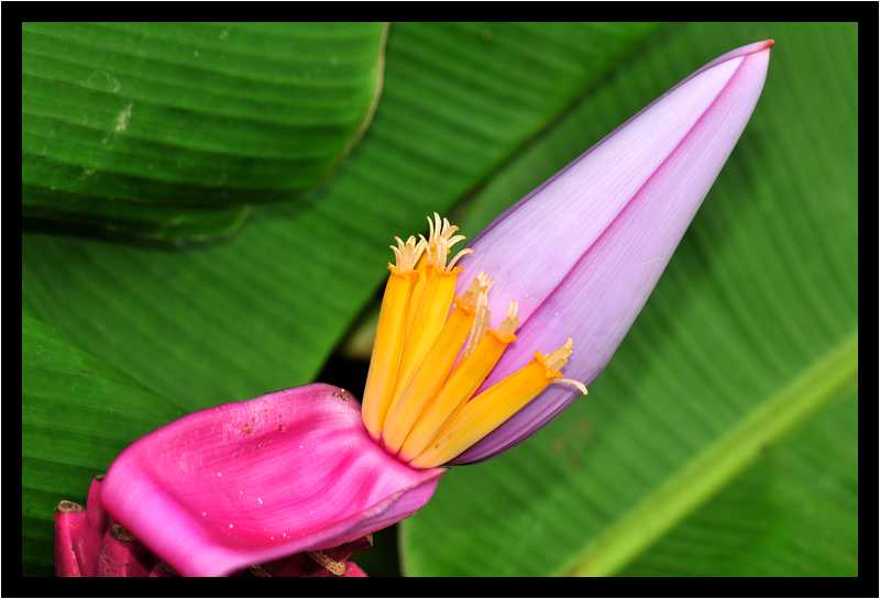 [JardinDeBalata12_113-Vegetal-Macro-moyen.jpg]