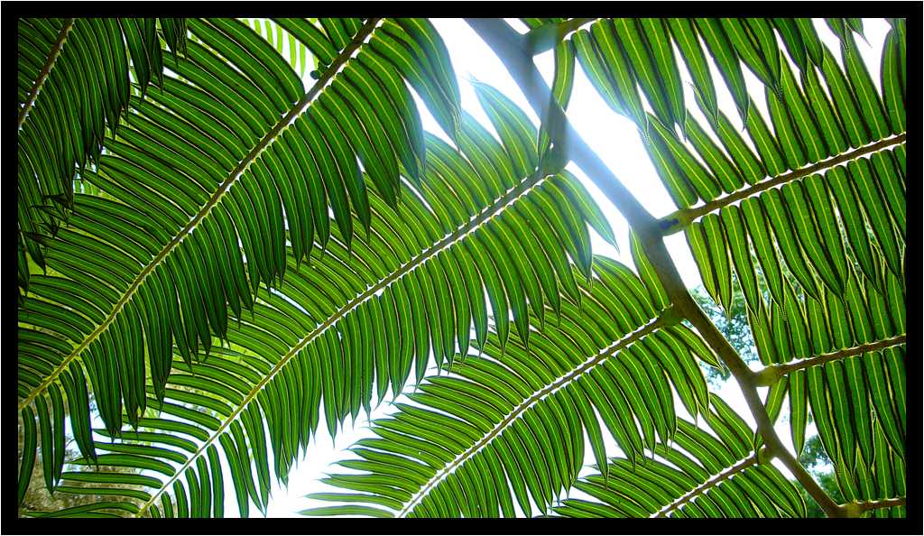 [JardinDeBalata12_122-Vegetal-Transparence-moyen.jpg]