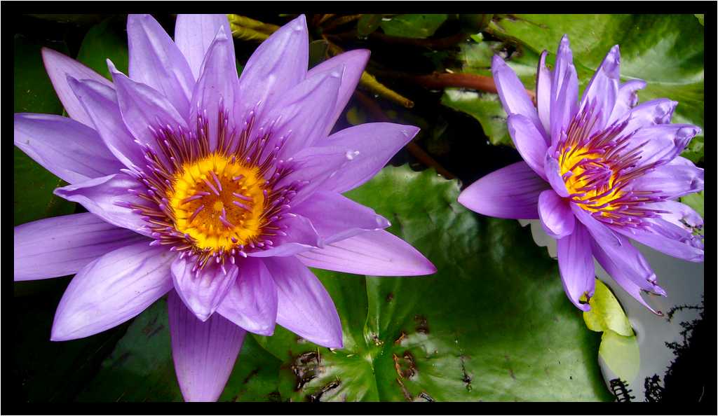 [JardinDeBalata12_135-Vegetal-Macro-moyen.jpg]