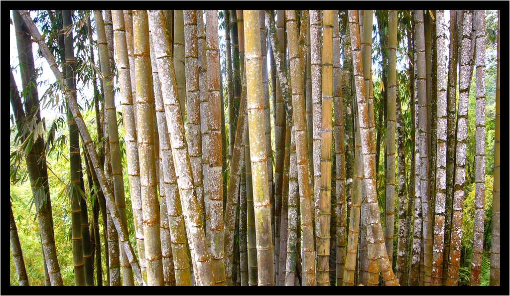 [JardinDeBalata12_138-Vegetal-moyen.jpg]