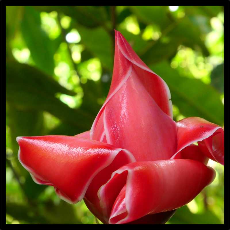 [JardinDeBalata19_029-Vegetal-Macro-moyen.jpg]