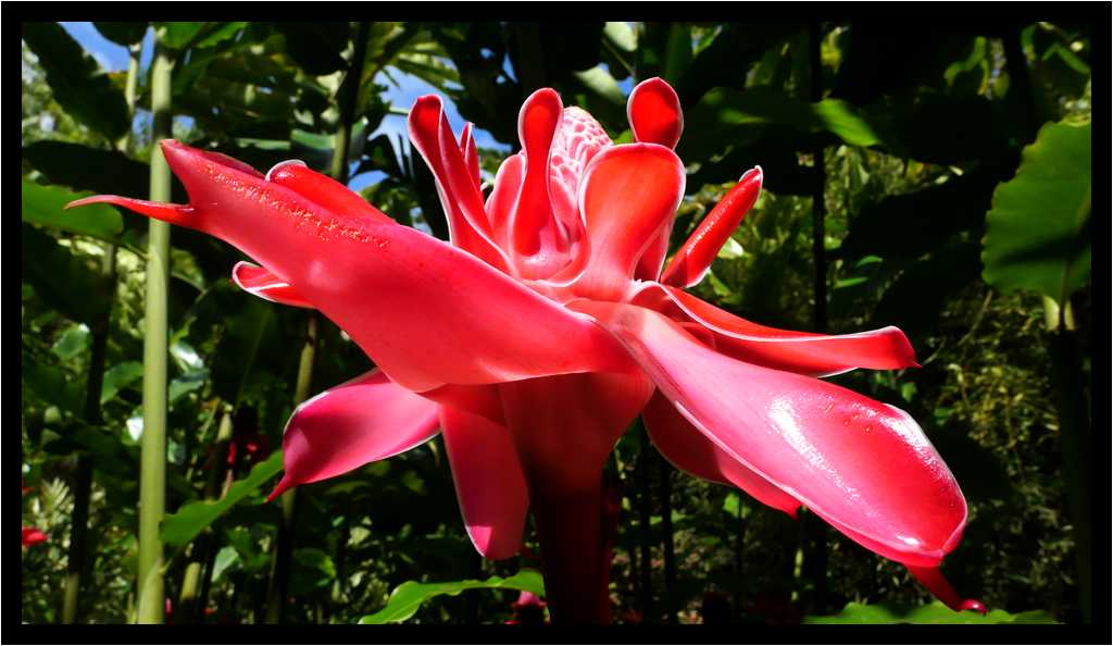 [JardinDeBalata19_035-Vegetal-Macro-moyen.jpg]