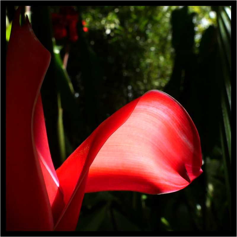 [JardinDeBalata19_037-Vegetal-Transparence-Macro-moyen.jpg]