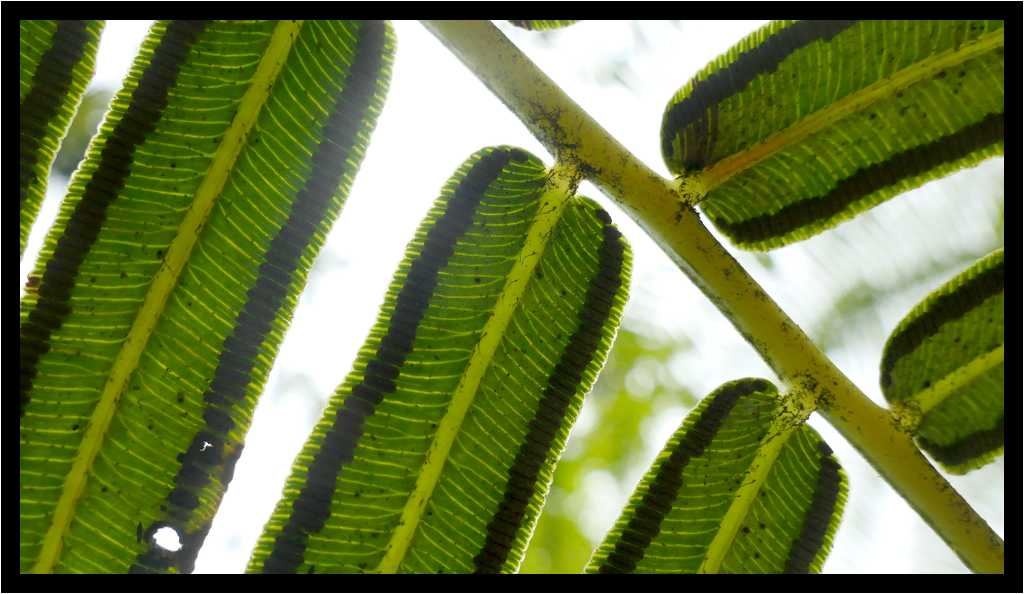 [JardinDeBalata19_063-Vegetal-Transparence-Macro-moyen.jpg]