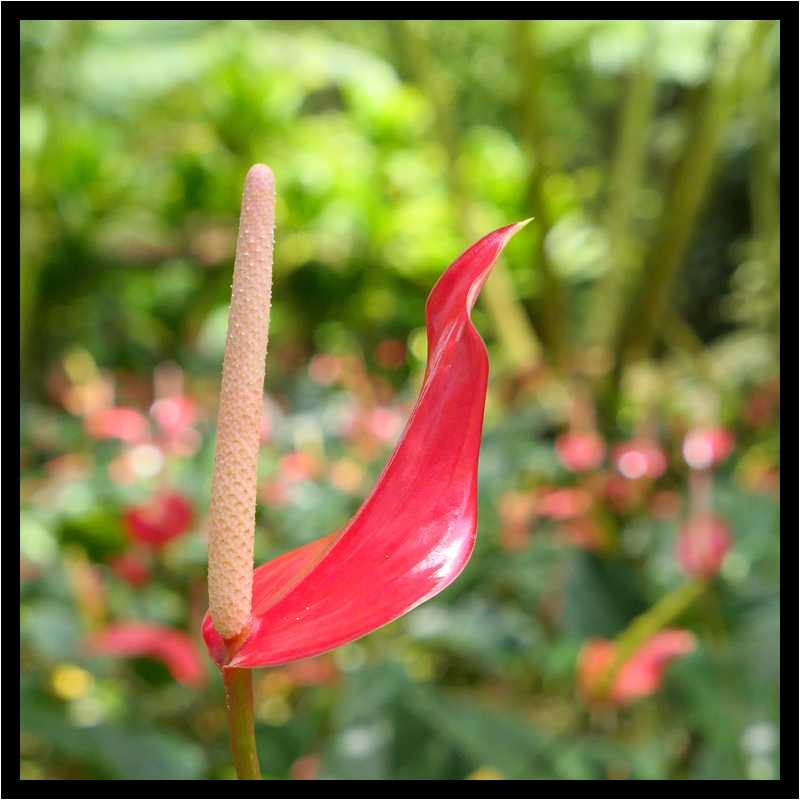 [JardinDeBalata19_093-Vegetal-Macro-moyen.jpg]