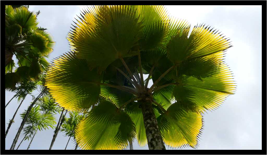 [JardinDeBalata19_109-Vegetal-Transparence-moyen.jpg]