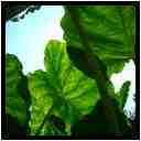 [JardinDeLAbbayeNotreDameDeDaoulas06_03-Vegetal-Transparence-vignette.jpg]