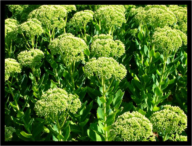 [JardinDeLAbbayeNotreDameDeDaoulas06_15-Vegetal-moyen.jpg]