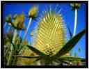 [JardinDeLAbbayeNotreDameDeDaoulas06_22-Vegetal-Macro-vignette.jpg]