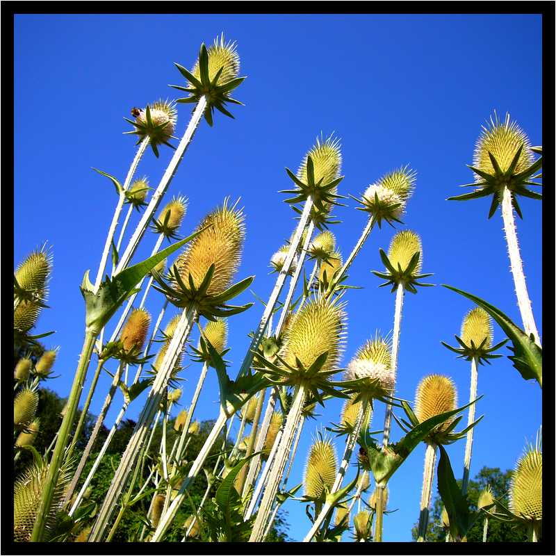[JardinDeLAbbayeNotreDameDeDaoulas06_23-Vegetal-moyen.jpg]