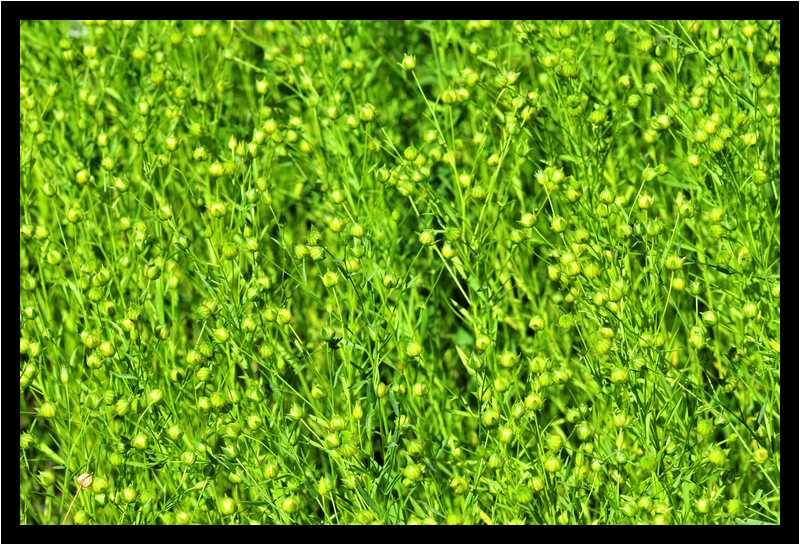[JardinDeLAbbayeNotreDameDeDaoulas08_01-Vegetal-moyen.jpg]