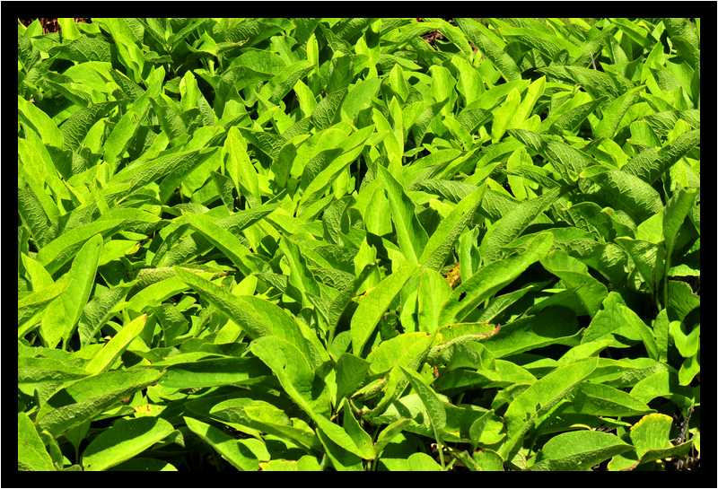 [JardinDeLAbbayeNotreDameDeDaoulas08_04-Vegetal-moyen.jpg]