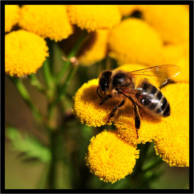 [JardinDeLAbbayeNotreDameDeDaoulas08_06-Animal-Macro-moyen.jpg]
