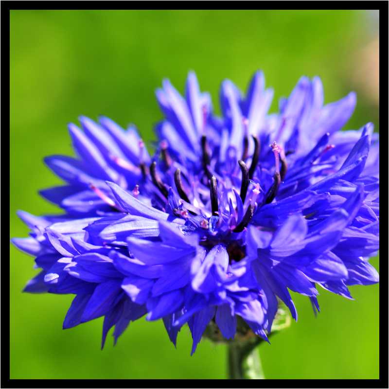 [JardinDeLAbbayeNotreDameDeDaoulas08_09-Vegetal-Macro-moyen.jpg]