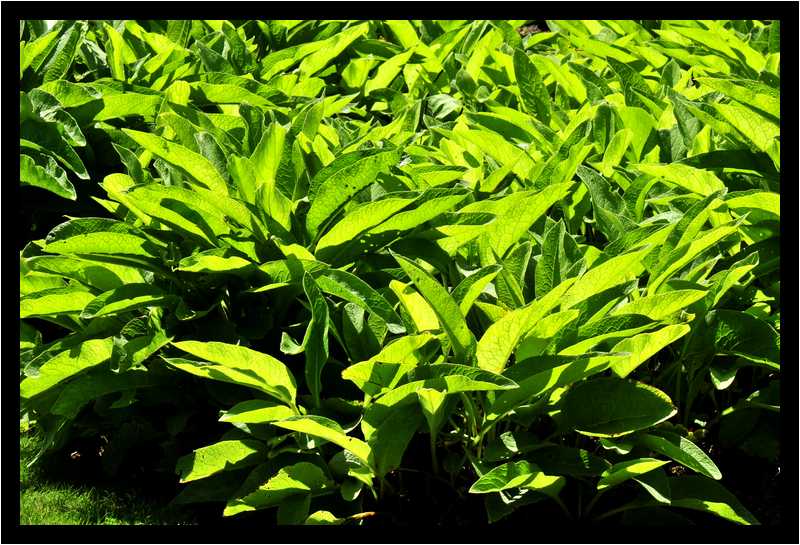 [JardinDeLAbbayeNotreDameDeDaoulas08_10-Vegetal-Transparence-moyen.jpg]