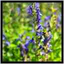 [JardinDeLAbbayeNotreDameDeDaoulas08_22-Animal-Macro-vignette.jpg]