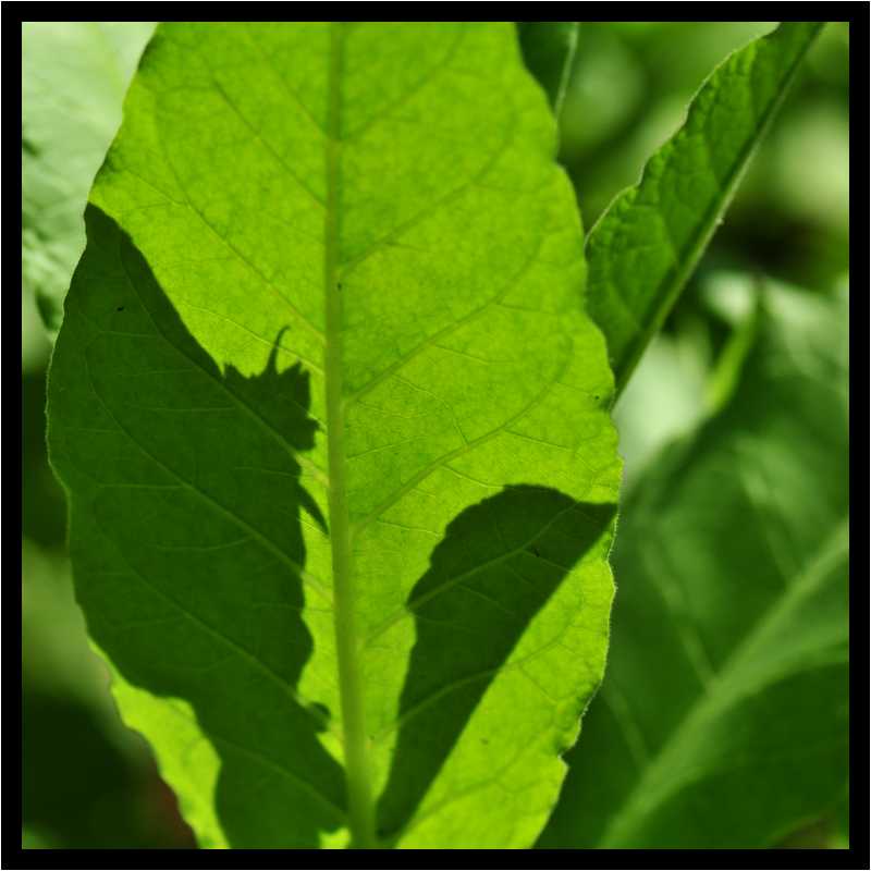 [JardinDeLAbbayeNotreDameDeDaoulas08_23-Vegetal-Transparence-Macro-moyen.jpg]