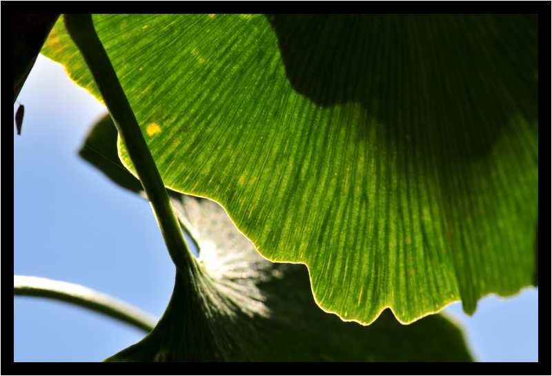 [JardinDeLAbbayeNotreDameDeDaoulas08_39-Vegetal-Transparence-Macro-moyen.jpg]