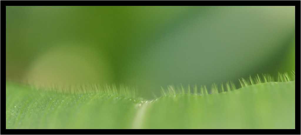 [JardinDeLAbbayeNotreDameDeDaoulas08_46-Vegetal-Macro-moyen.jpg]