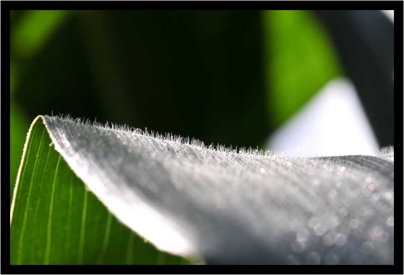 [JardinDeLAbbayeNotreDameDeDaoulas08_47-Vegetal-Macro-moyen.jpg]