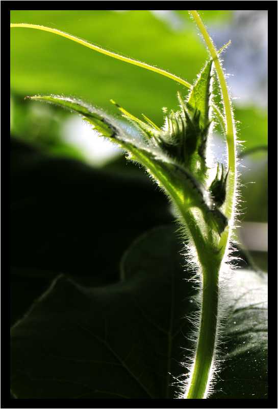 [JardinDeLAbbayeNotreDameDeDaoulas08_52-Vegetal-Transparence-Macro-moyen.jpg]