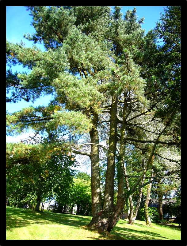 [JardinDeLAbbayeNotreDameDeDaoulas08_55-Vegetal-moyen.jpg]