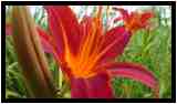 [JardinDeMeridoul18_01-Vegetal-Transparence-Macro-vignette.jpg]