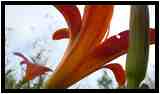 [JardinDeMeridoul18_02-Vegetal-Transparence-Macro-vignette.jpg]