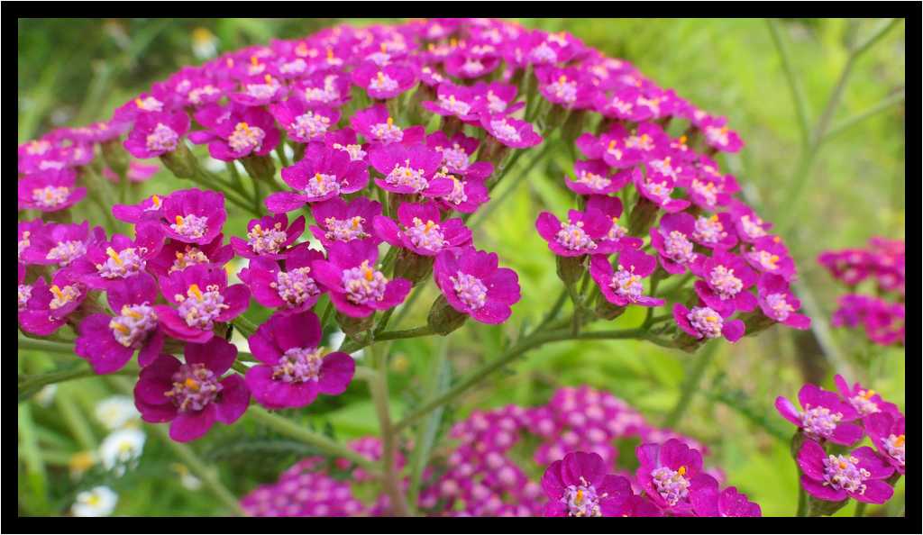 [JardinDeMeridoul18_06-Vegetal-Macro-moyen.jpg]