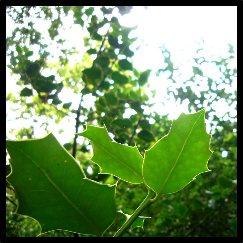 [JardinDesMelanges08_03-Vegetal-Transparence-Macro-moyen.jpg]