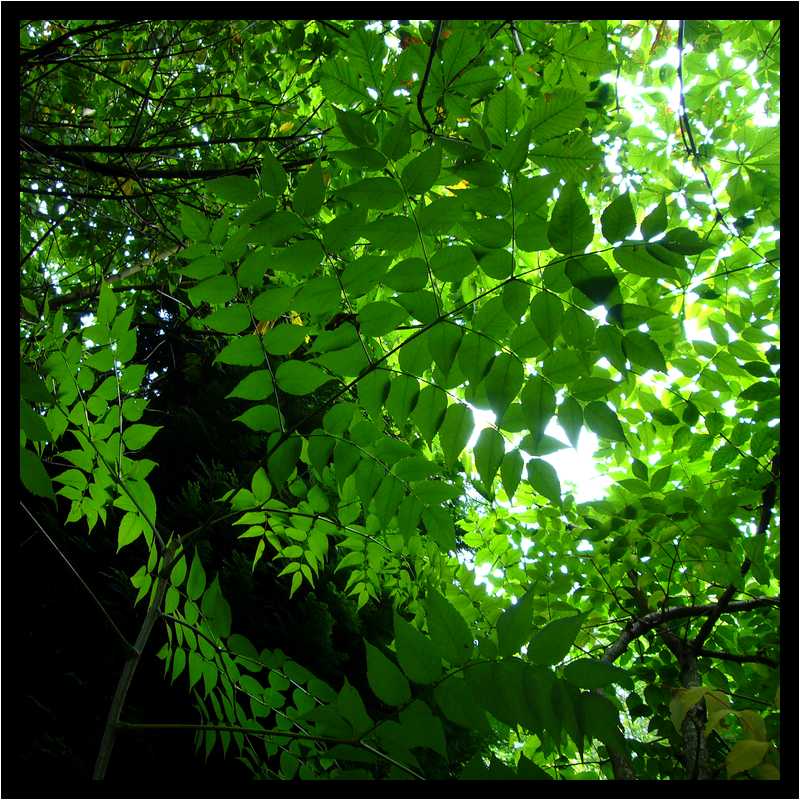 [JardinDesMelanges08_04-Vegetal-Transparence-moyen.jpg]