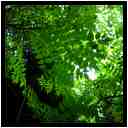 [JardinDesMelanges08_04-Vegetal-Transparence-vignette.jpg]