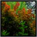 [JardinDesMelanges08_13-Vegetal-Transparence-vignette.jpg]