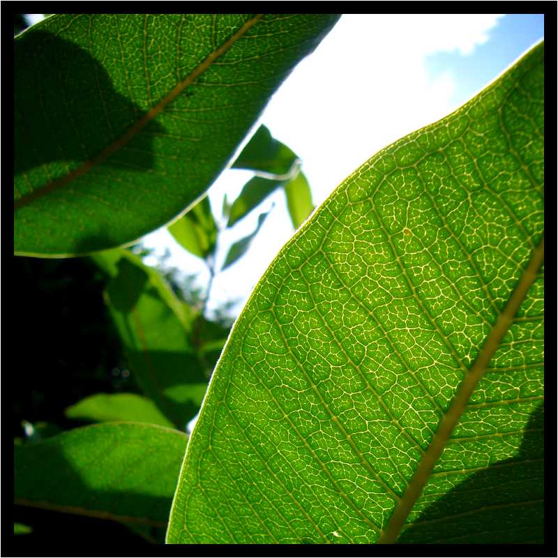 [JardinDesMelanges08_17-Vegetal-Transparence-Macro-moyen.jpg]