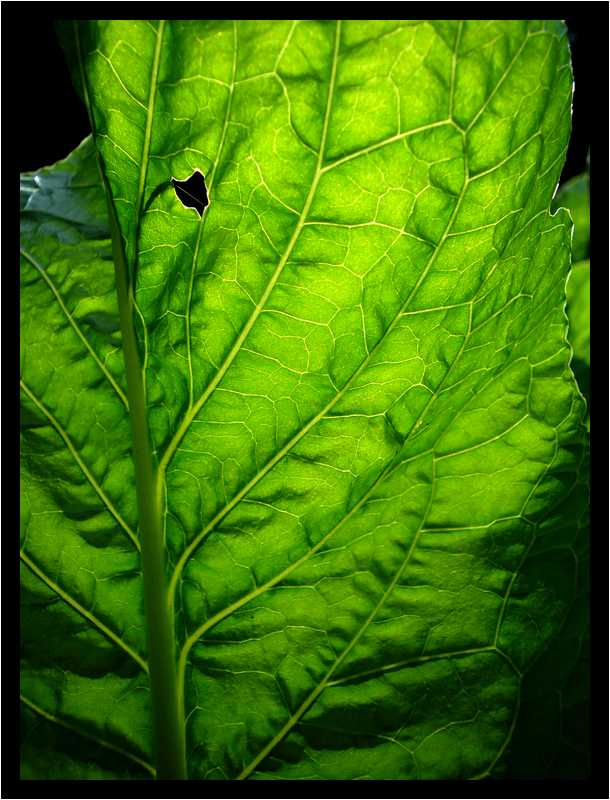 [JardinDesMelanges08_18-Vegetal-Transparence-Macro-moyen.jpg]