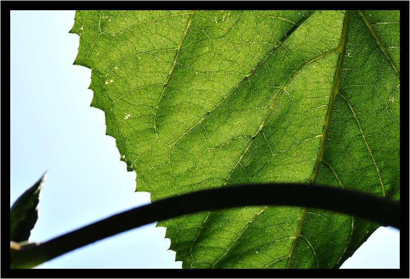 [JardinDesMelanges08_21-Vegetal-Transparence-Macro-moyen.jpg]