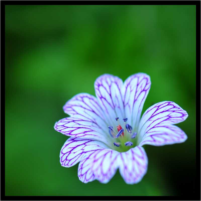 [JardinDesMelanges08_27-Vegetal-Macro-moyen.jpg]