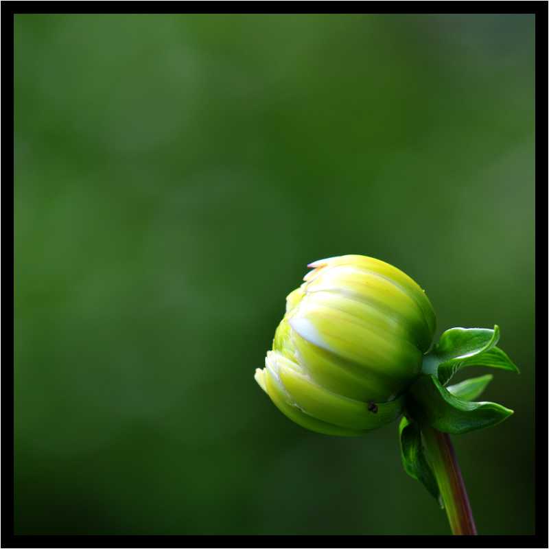 [JardinDesMelanges08_28-Vegetal-Macro-moyen.jpg]