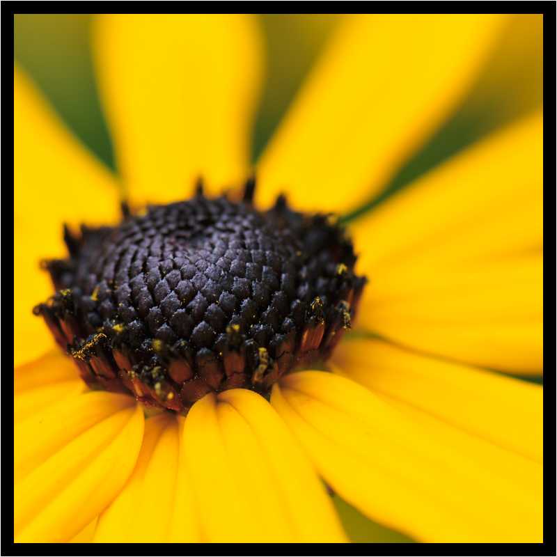 [JardinDesMelanges08_29-Vegetal-Macro-moyen.jpg]