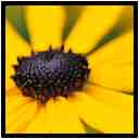 [JardinDesMelanges08_29-Vegetal-Macro-vignette.jpg]