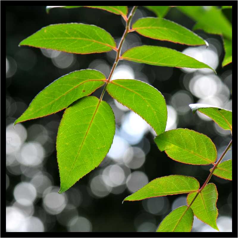 [JardinDesMelanges08_38-Vegetal-Transparence-moyen.jpg]