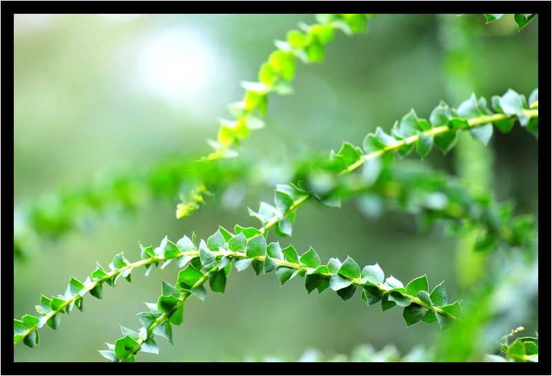 [JardinDesMelanges08_46a-Vegetal-Macro-moyen.jpg]