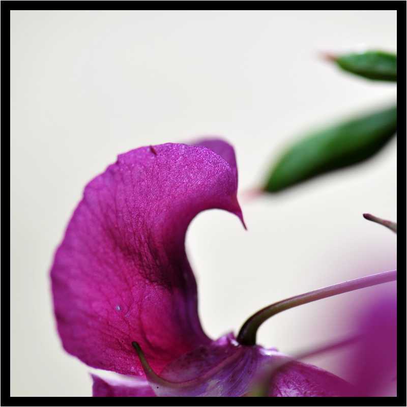 [JardinDesMelanges08_48-Vegetal-Transparence-Macro-moyen.jpg]