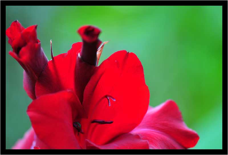 [JardinDesMelanges08_50-Vegetal-Macro-moyen.jpg]