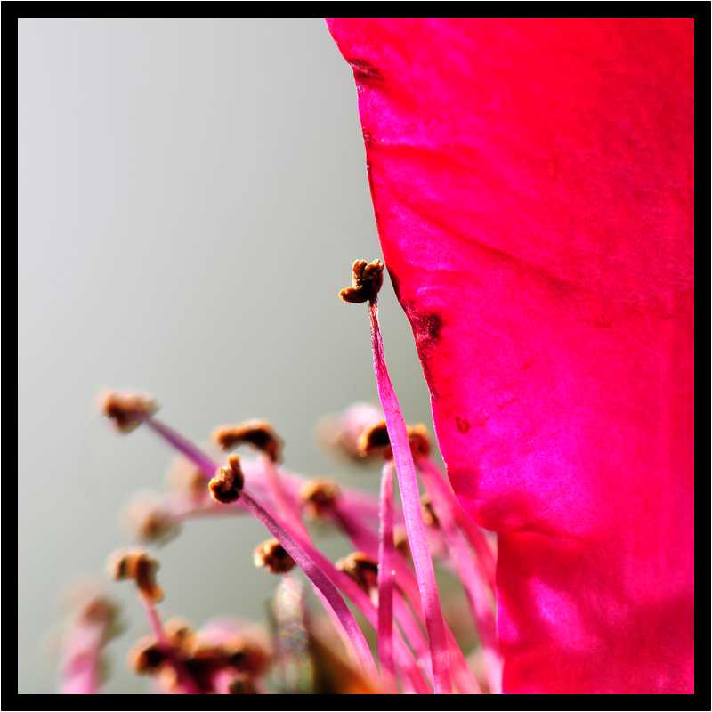[JardinDesMelanges08_52-Vegetal-Transparence-Macro-moyen.jpg]